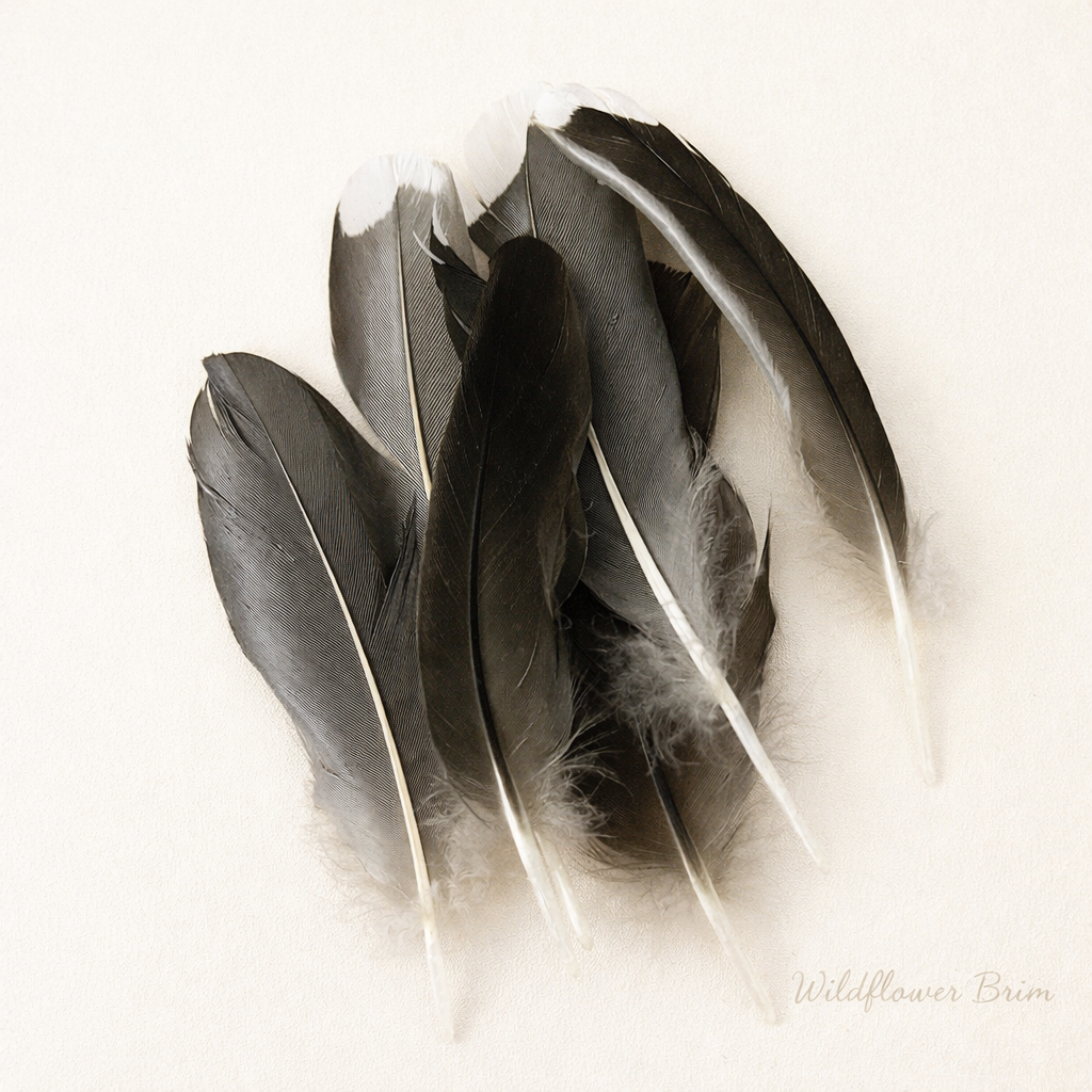 Hat Feathers